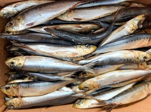 Сыр к пиву: Сельдь Иваси х\к